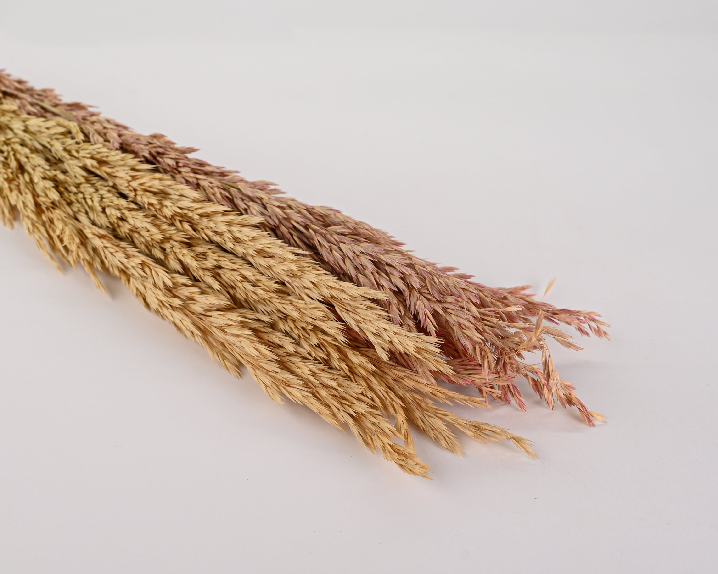 Dried Wild Oats - Decorative | 18 Bunches | Natural