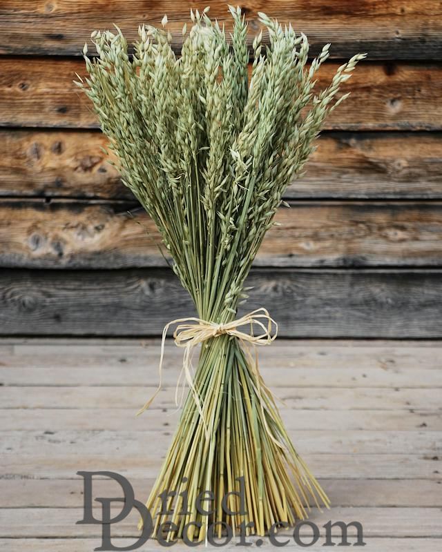 Avena (Oats) Bundle | 20 Bunches - Long | Light Green