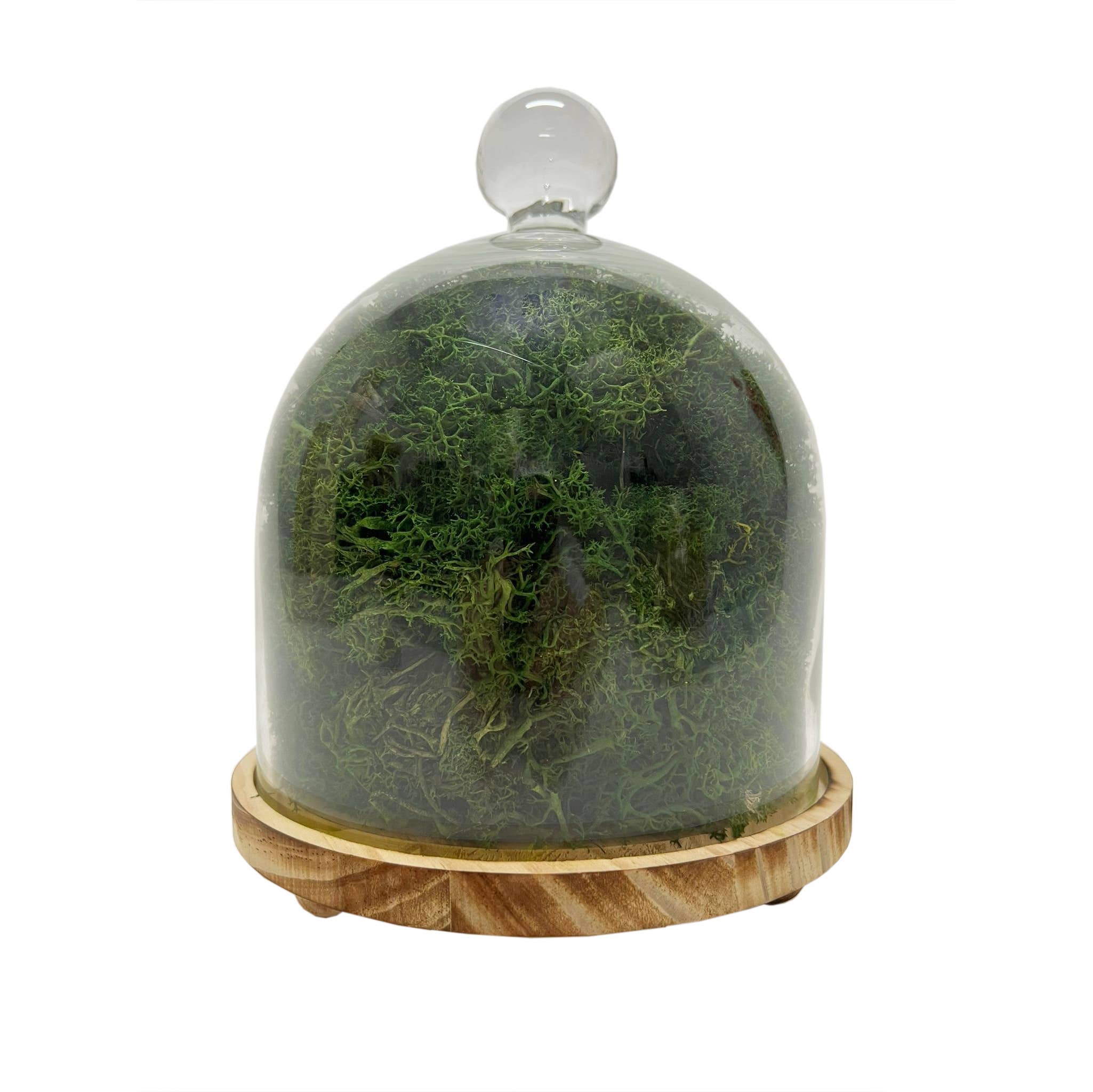 10" Dark Green Natural Moss Cloche
