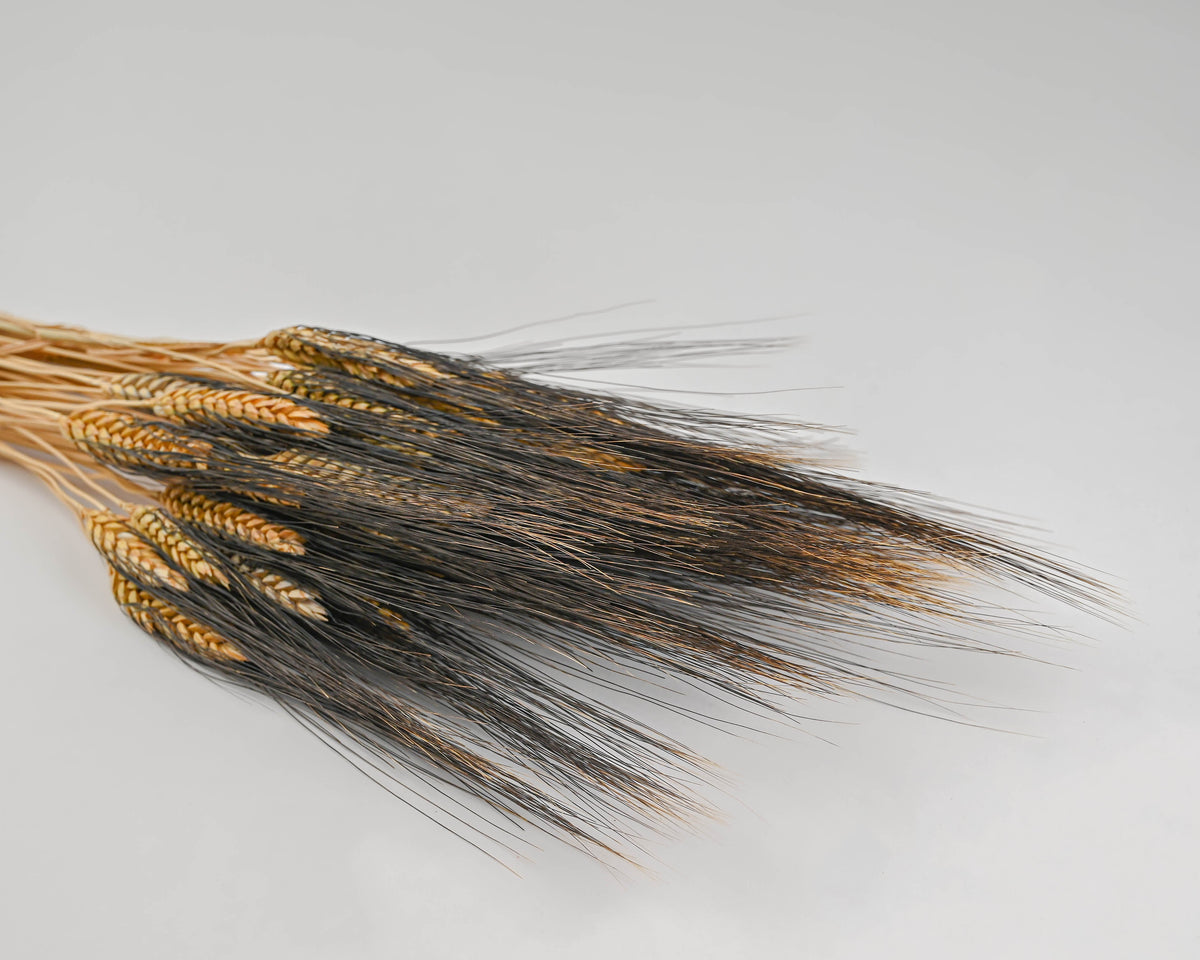 Large Dried Blackbeard Wheat Bunch | 10 Bunches