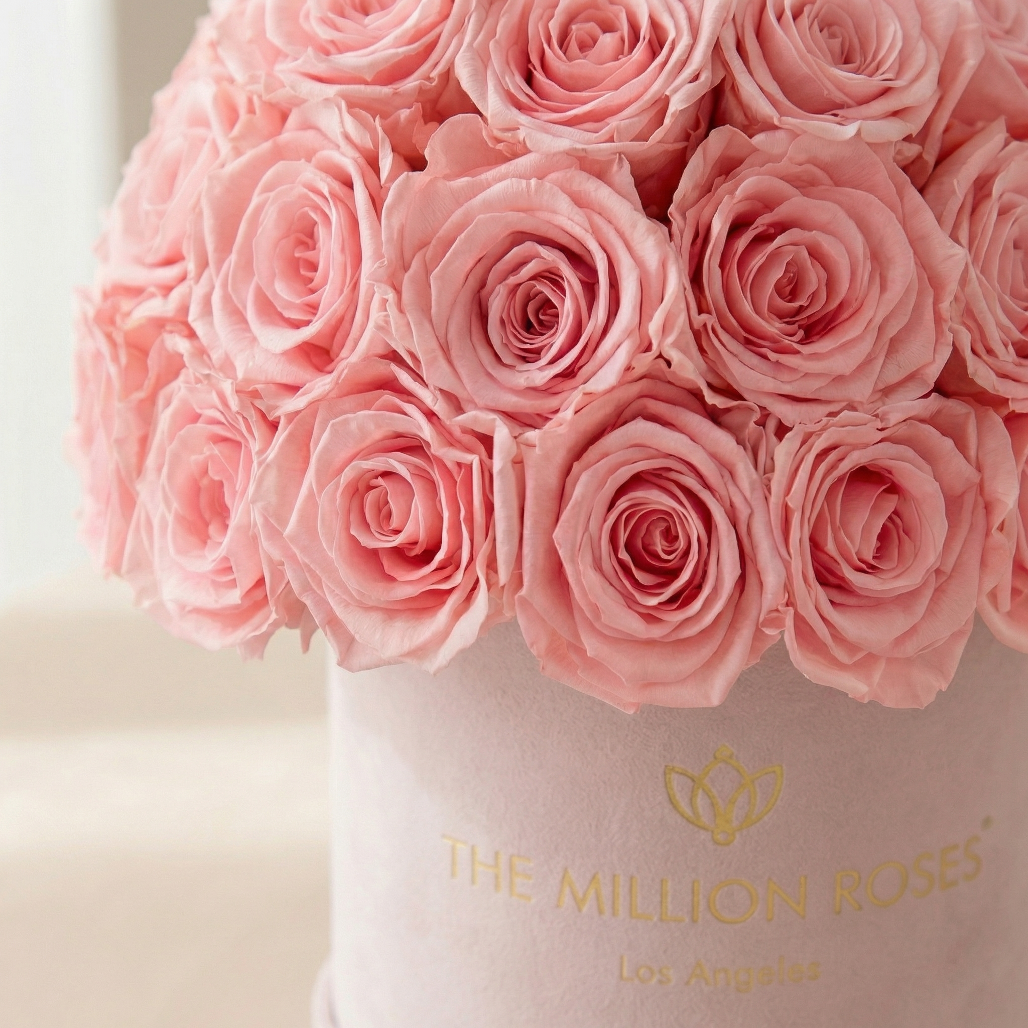 Essence Light Pink Suede Superdome Box | Light Pink Roses
