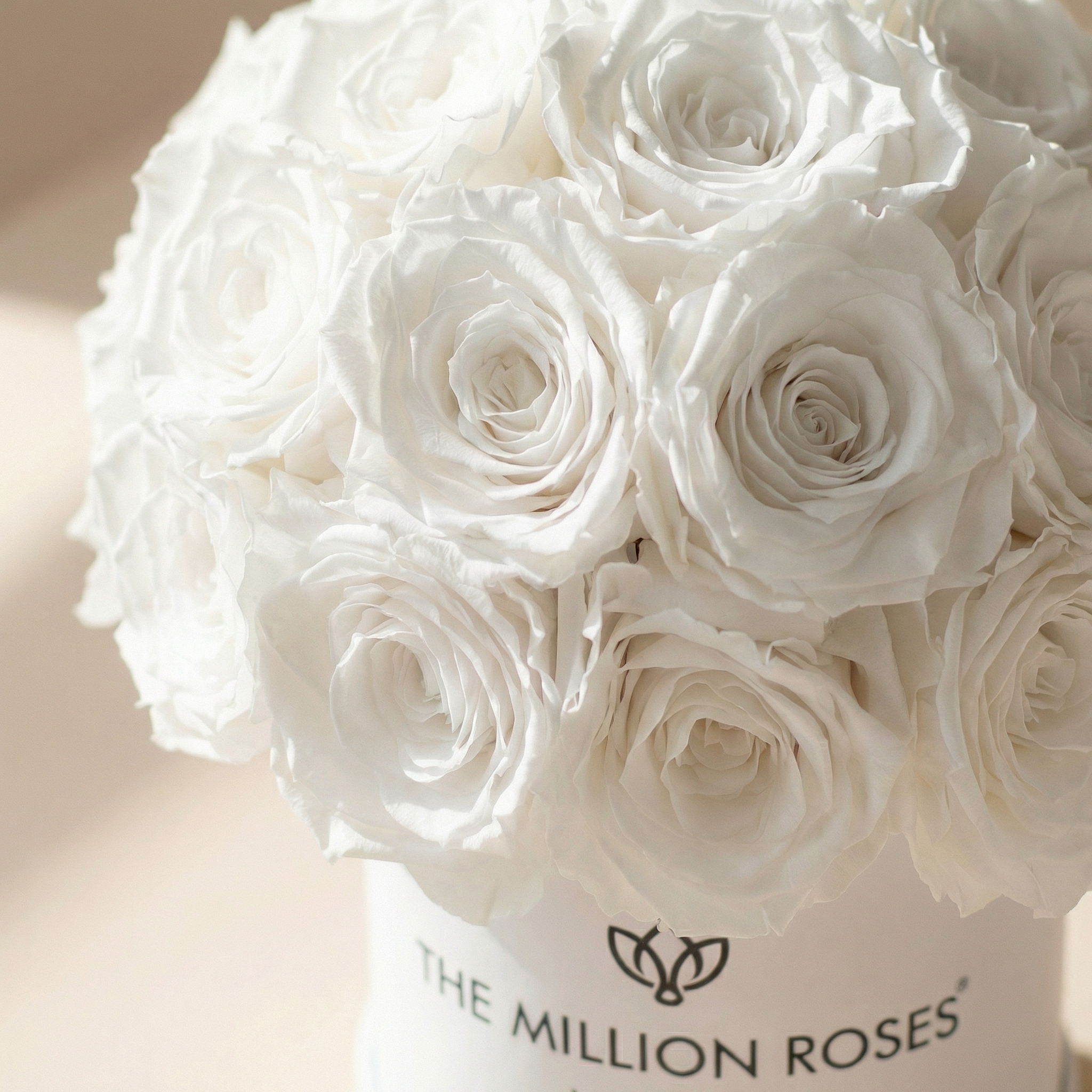 Essence White Superdome Box | White Roses