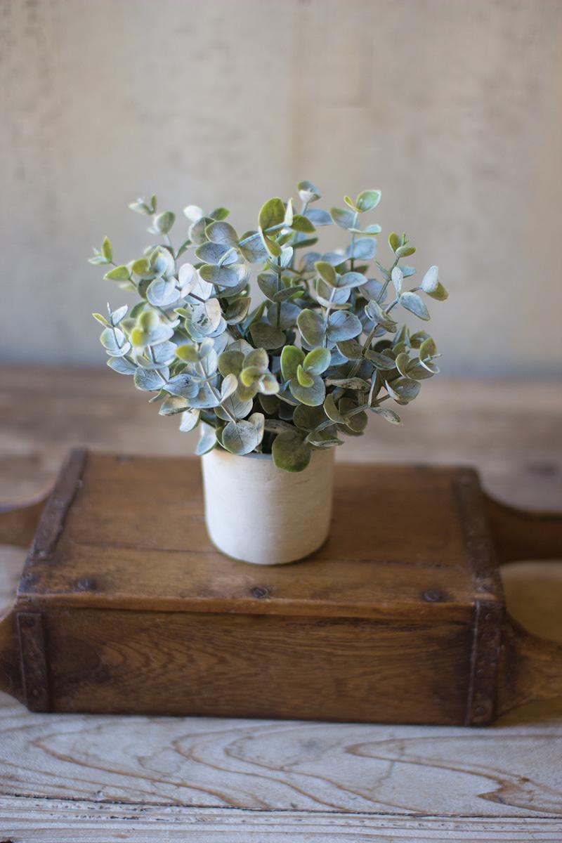 Boxwood Sage in Concrete Pot