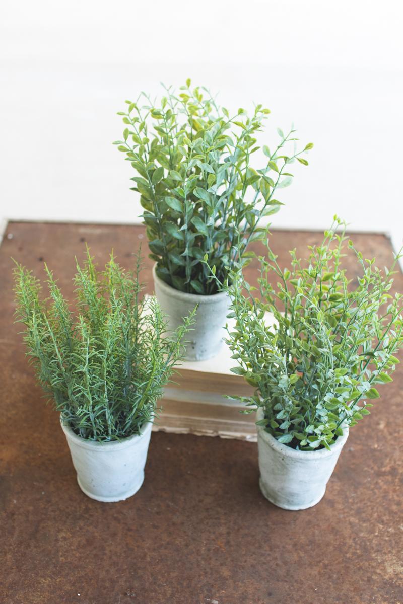 Potted Herb Arrangements - Set of 3