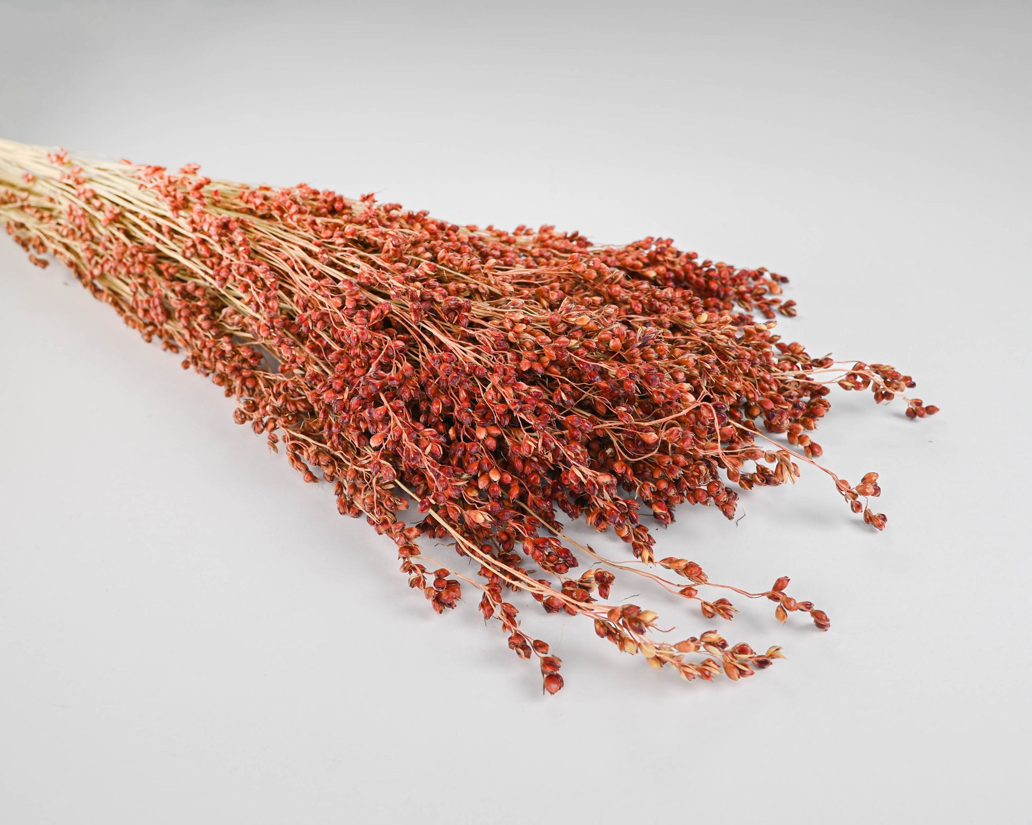 Dried Red Broom Corn - Decorative Broom Corn | 24 Bunches | Red