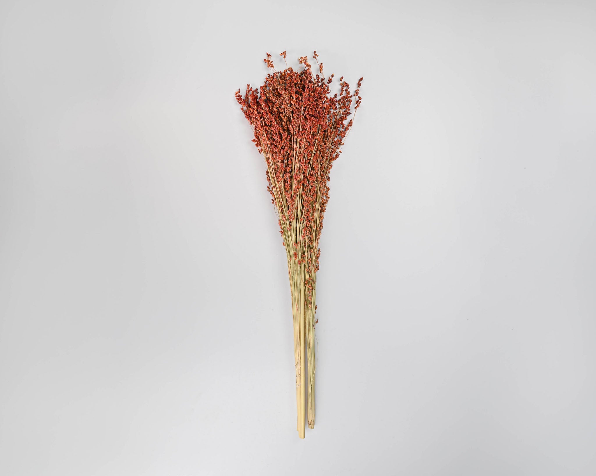 Dried Red Broom Corn - Decorative Broom Corn | 24 Bunches | Red