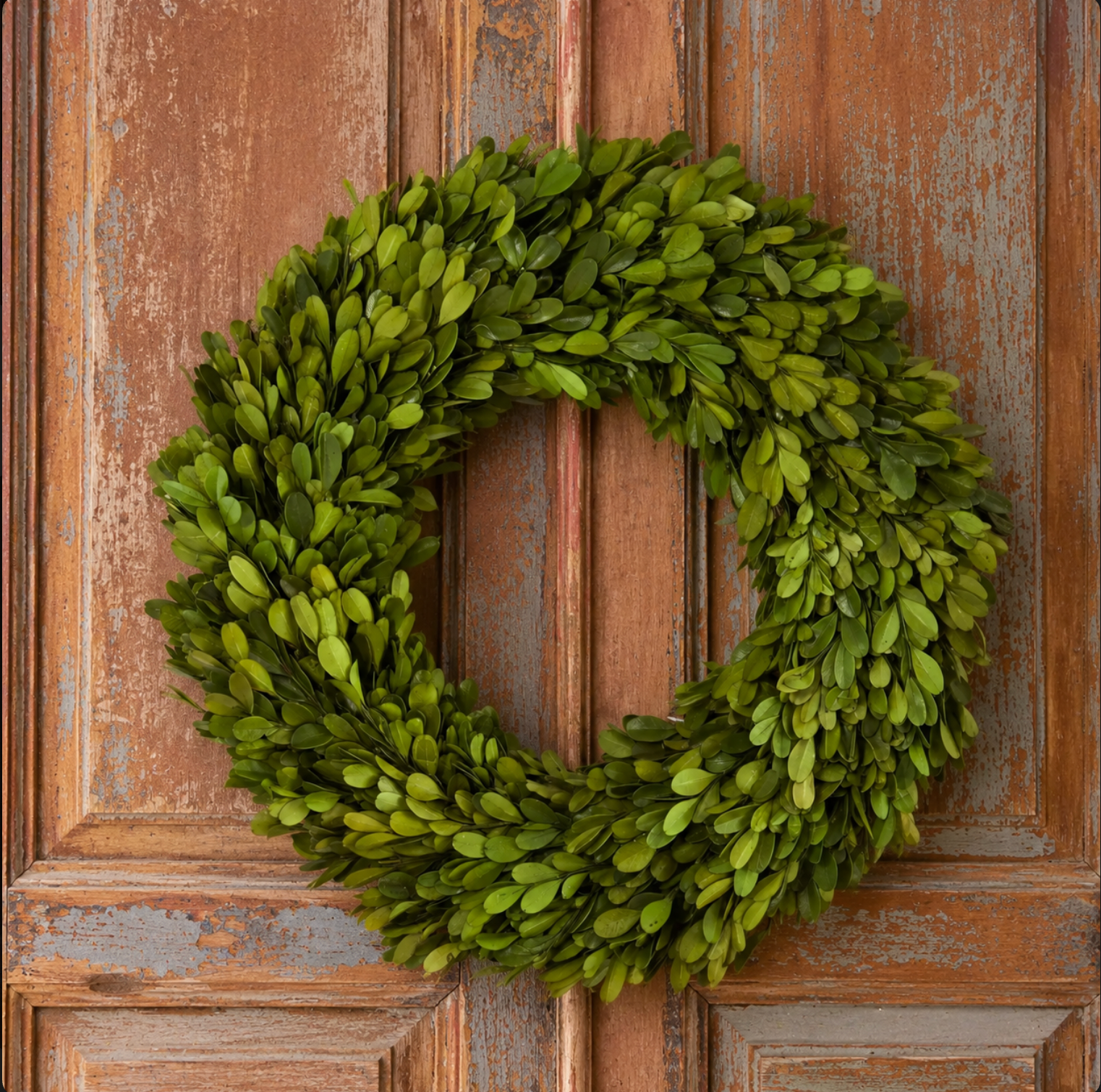 14” Preserved Boxwood Wreath