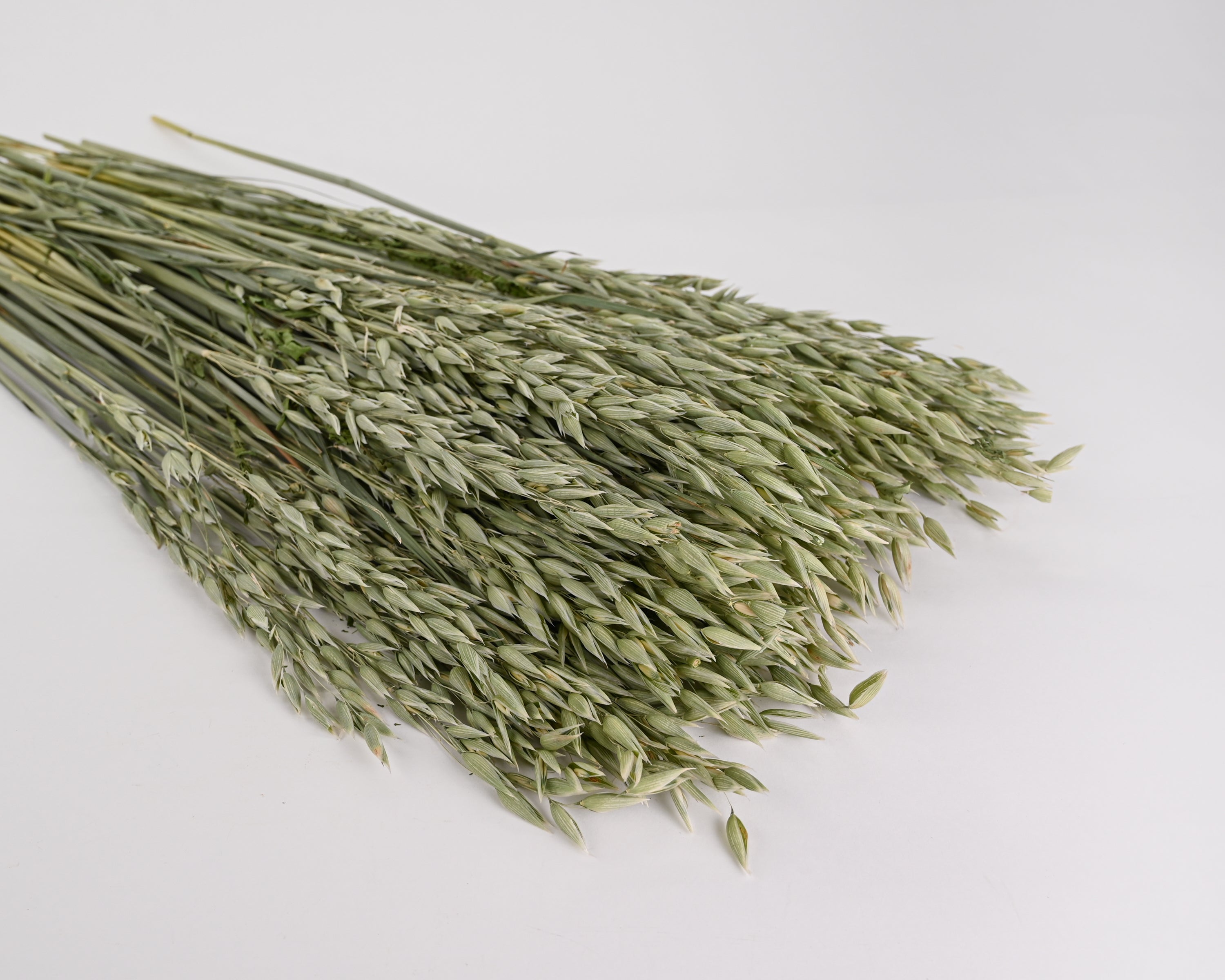 Avena Green Oats Stack | 8 Long Stem Bunches | Light Green