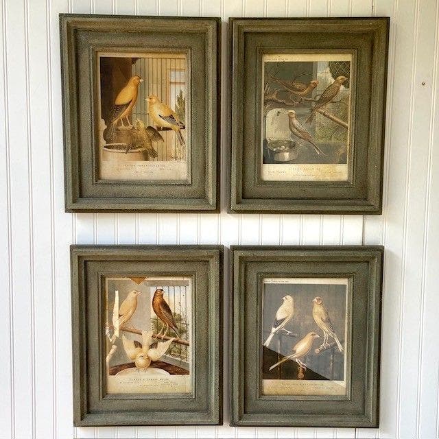 Collected Canary Print Set of 4