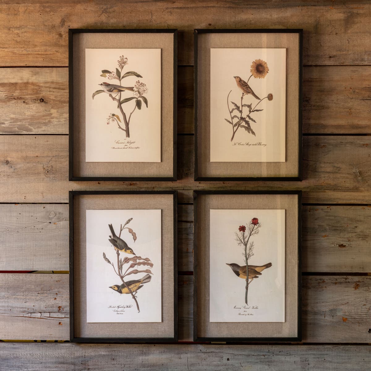 Bird and Botanical Prints - - Set of 4