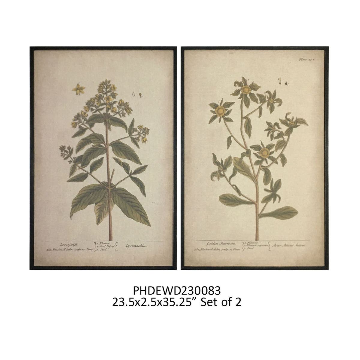 Grand Botanical Prints - Set of 2