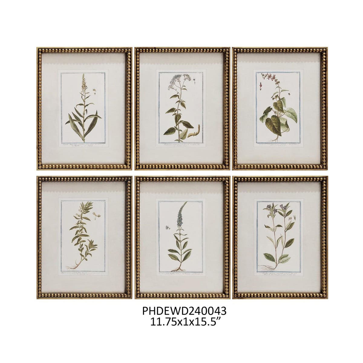 Botanique Framed Print Collection - Set of 6
