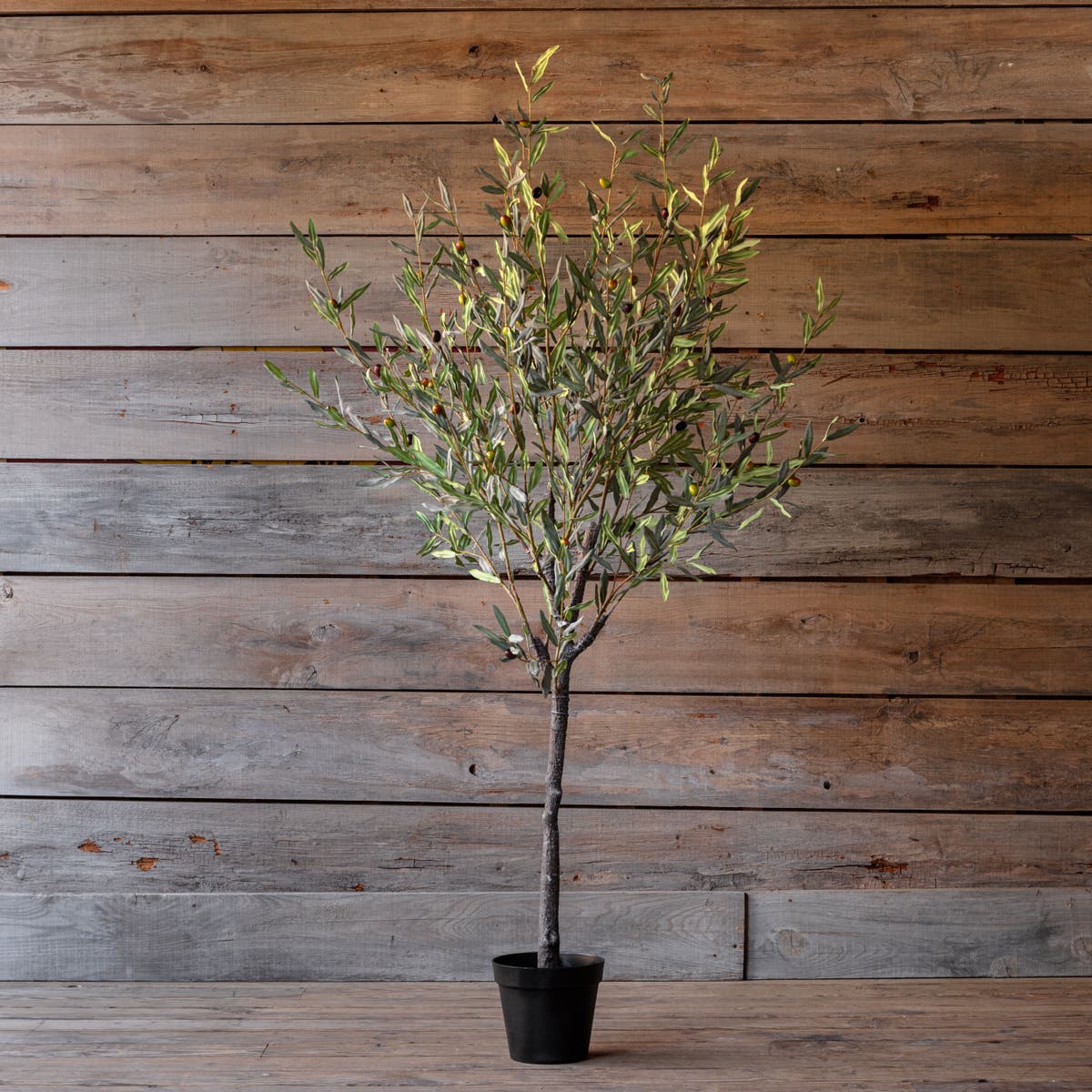 Spanish Olive Tree 78"