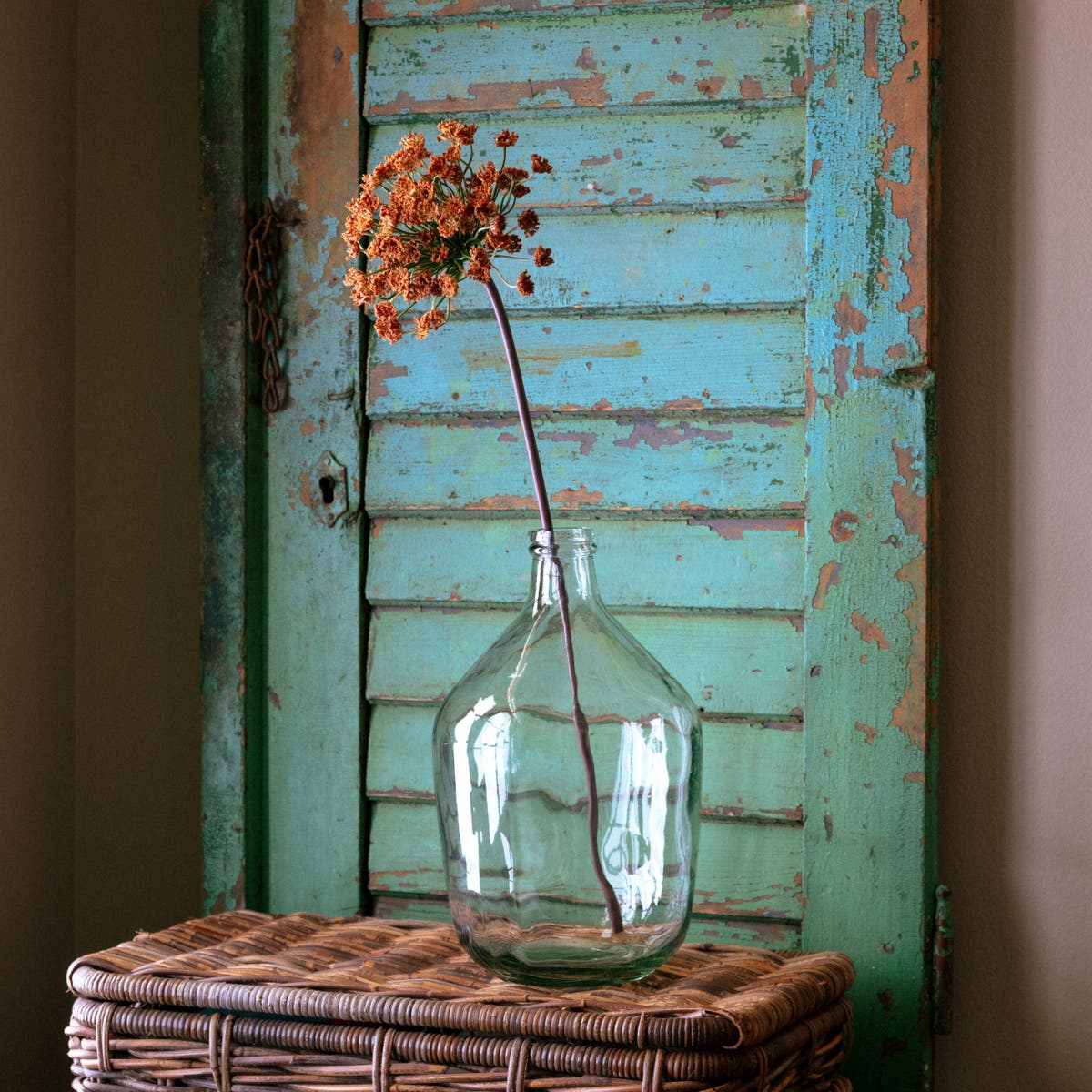 Cinnamon Daucus