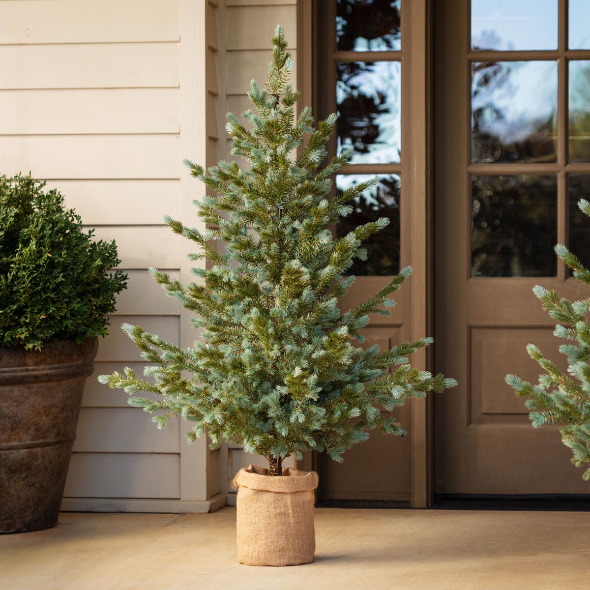 Colorado Blue Spruce - Large