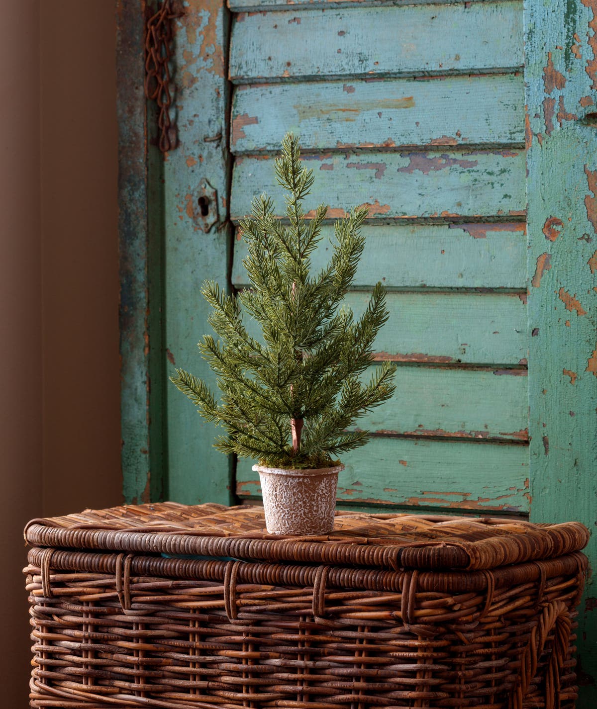 Potted Blue Canyon Spruce Seedling Tree Small