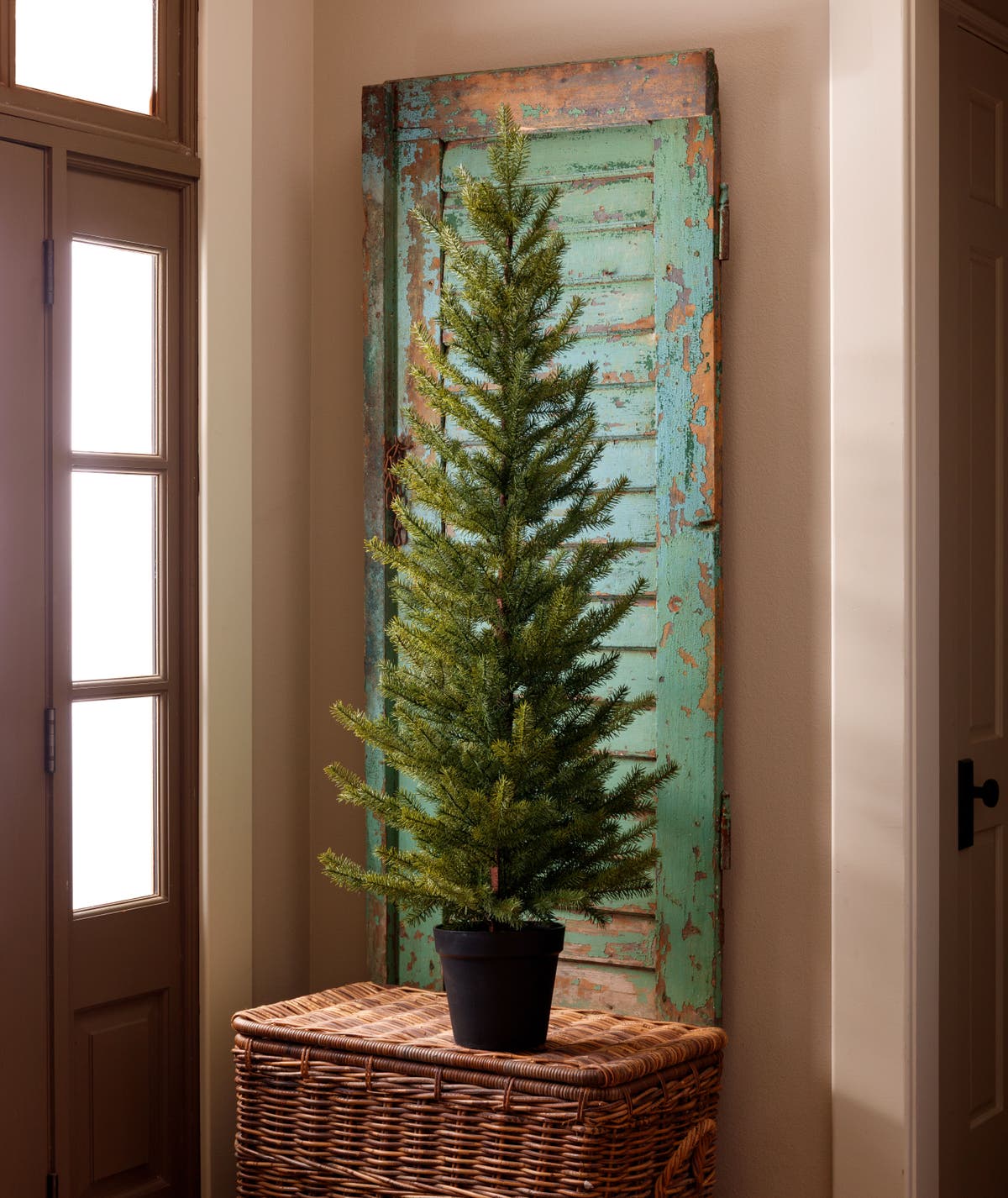 Forest Spruce Seedling Tree Large