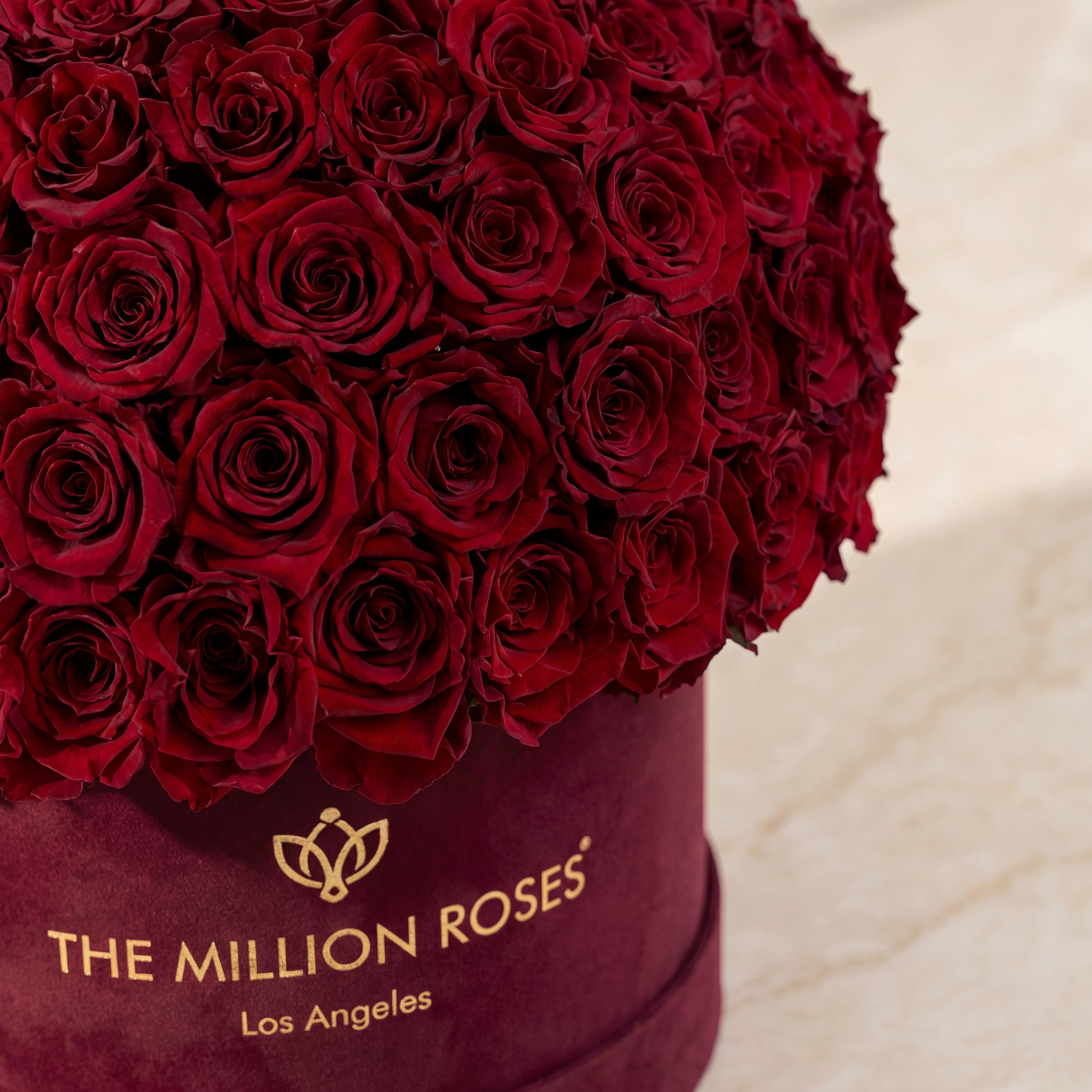 Supreme Bordeaux Suede Superdome Box | Burgundy Roses