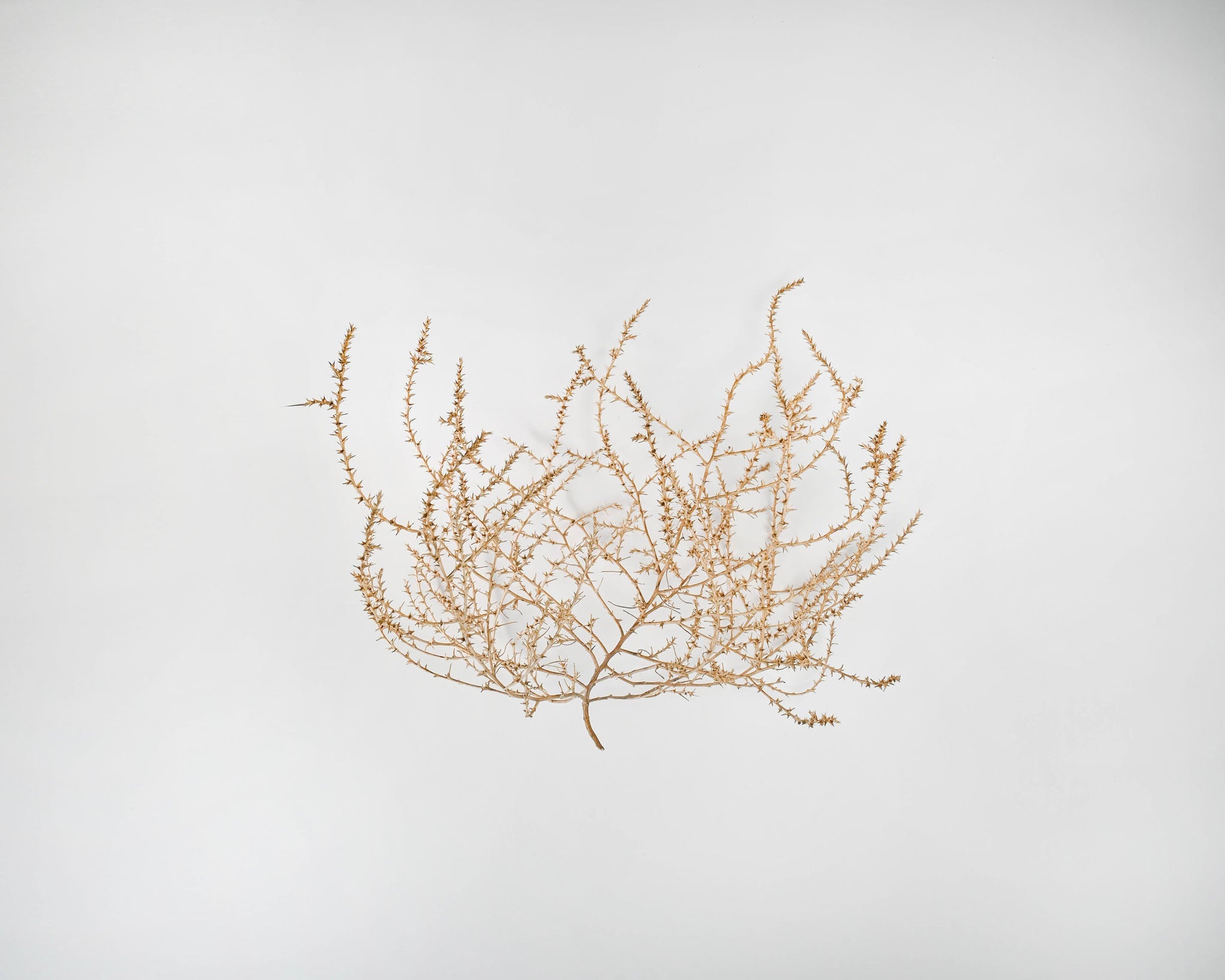 Large Country Tumbleweed | Natural