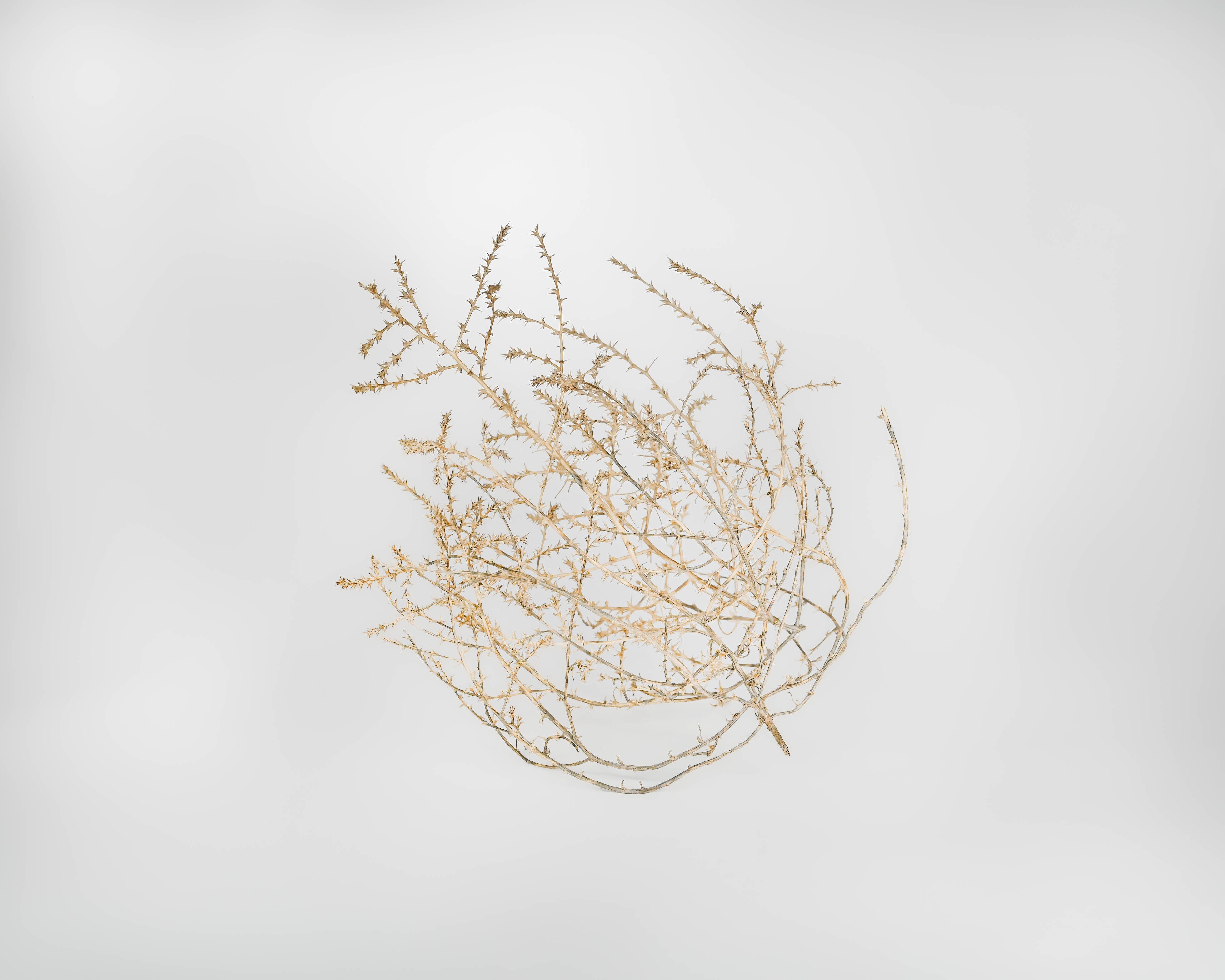 Baby Tumbleweed | Natural | 12" or Smaller