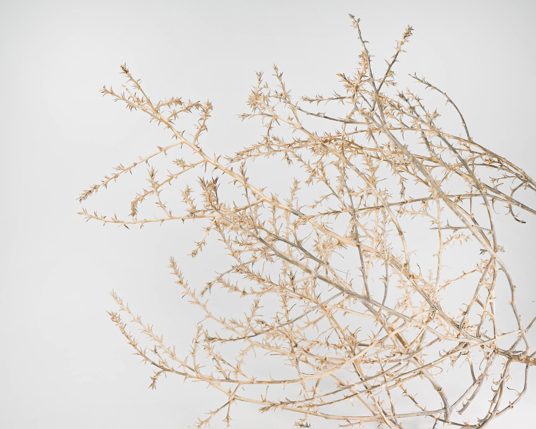 Baby Tumbleweed | Natural | 12" or Smaller