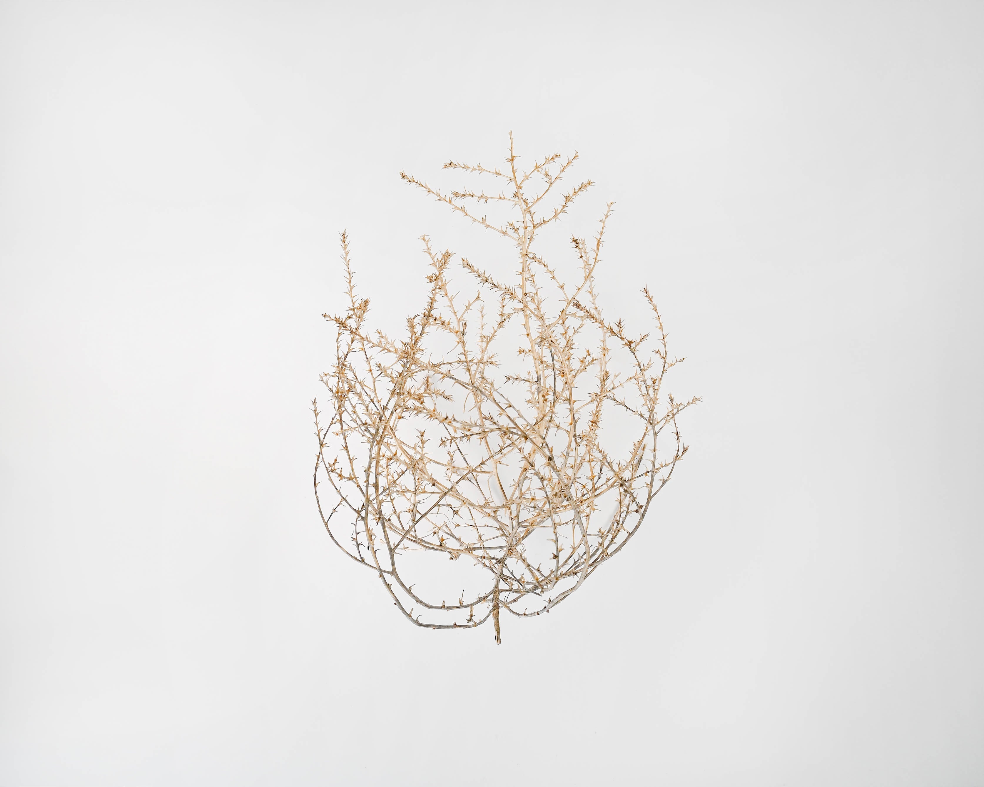 Baby Tumbleweed | Natural | 12" or Smaller