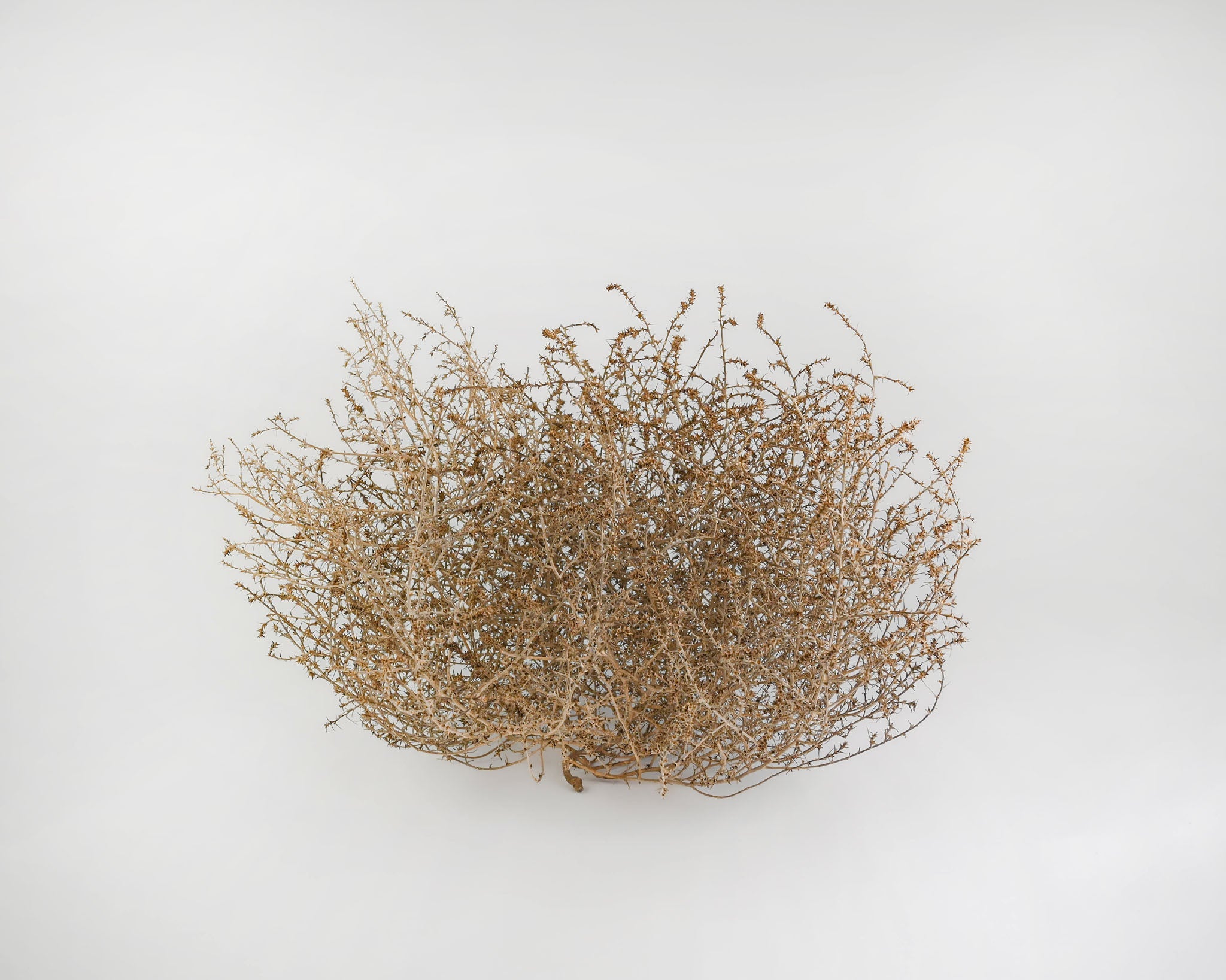 Gigantic Country Tumbleweed | Natural