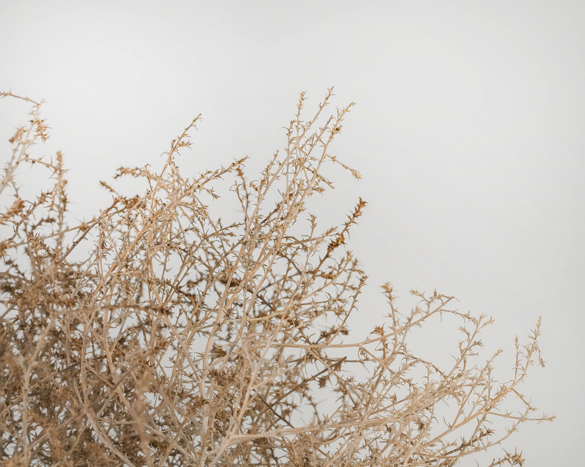 Gigantic Country Tumbleweed | Natural