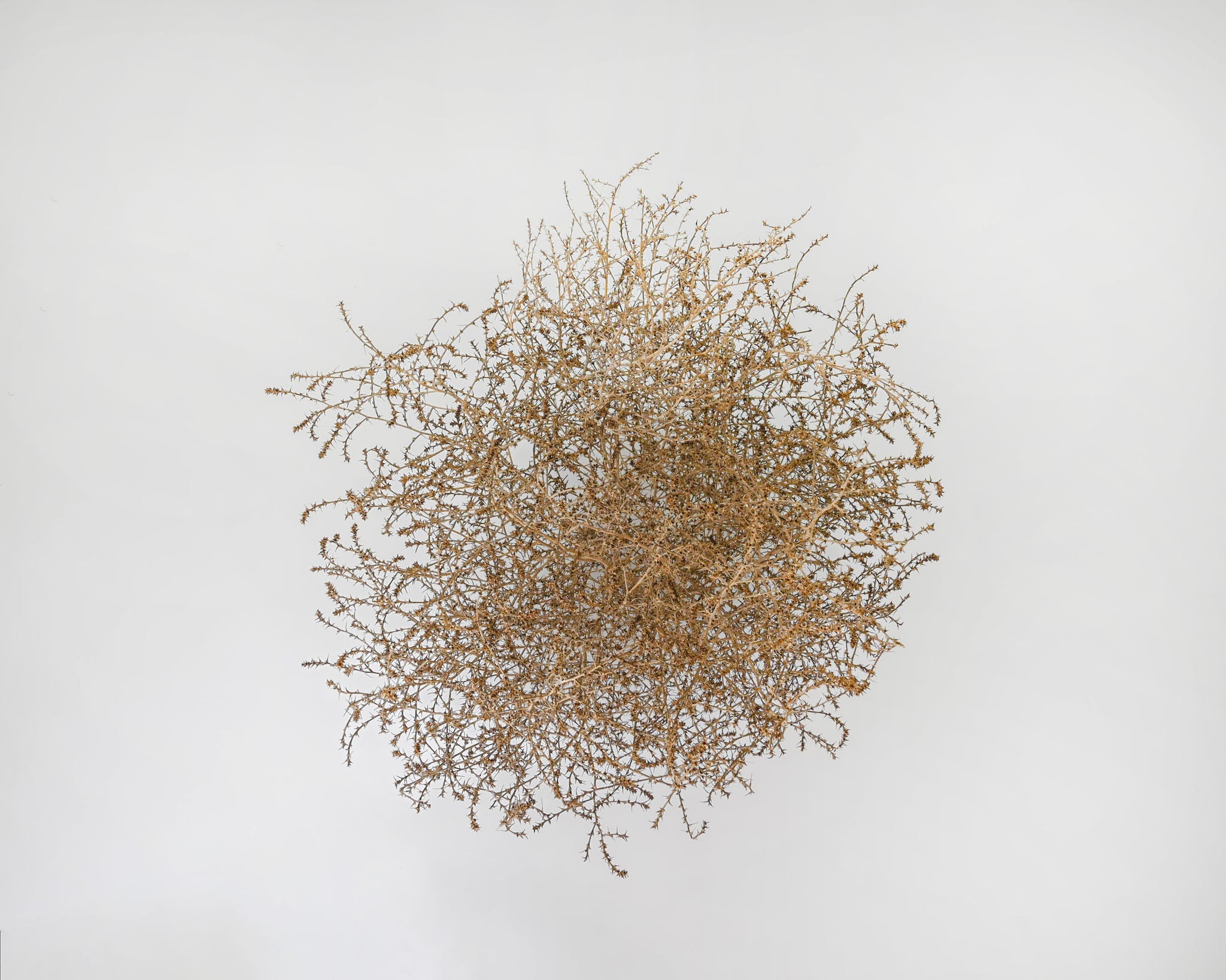 Gigantic Country Tumbleweed | Natural