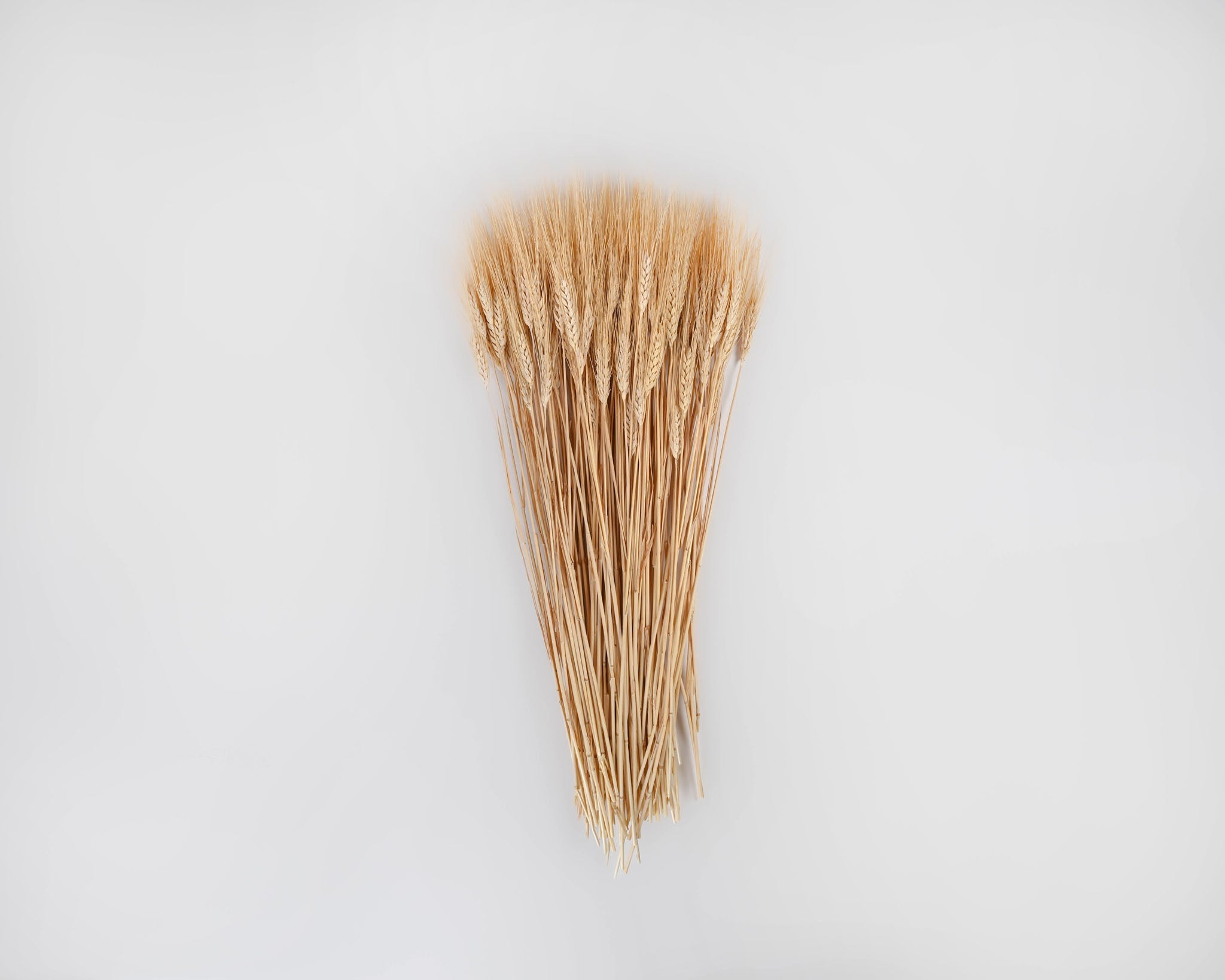 Dried Wheat | 8 oz Bunches | Blonde