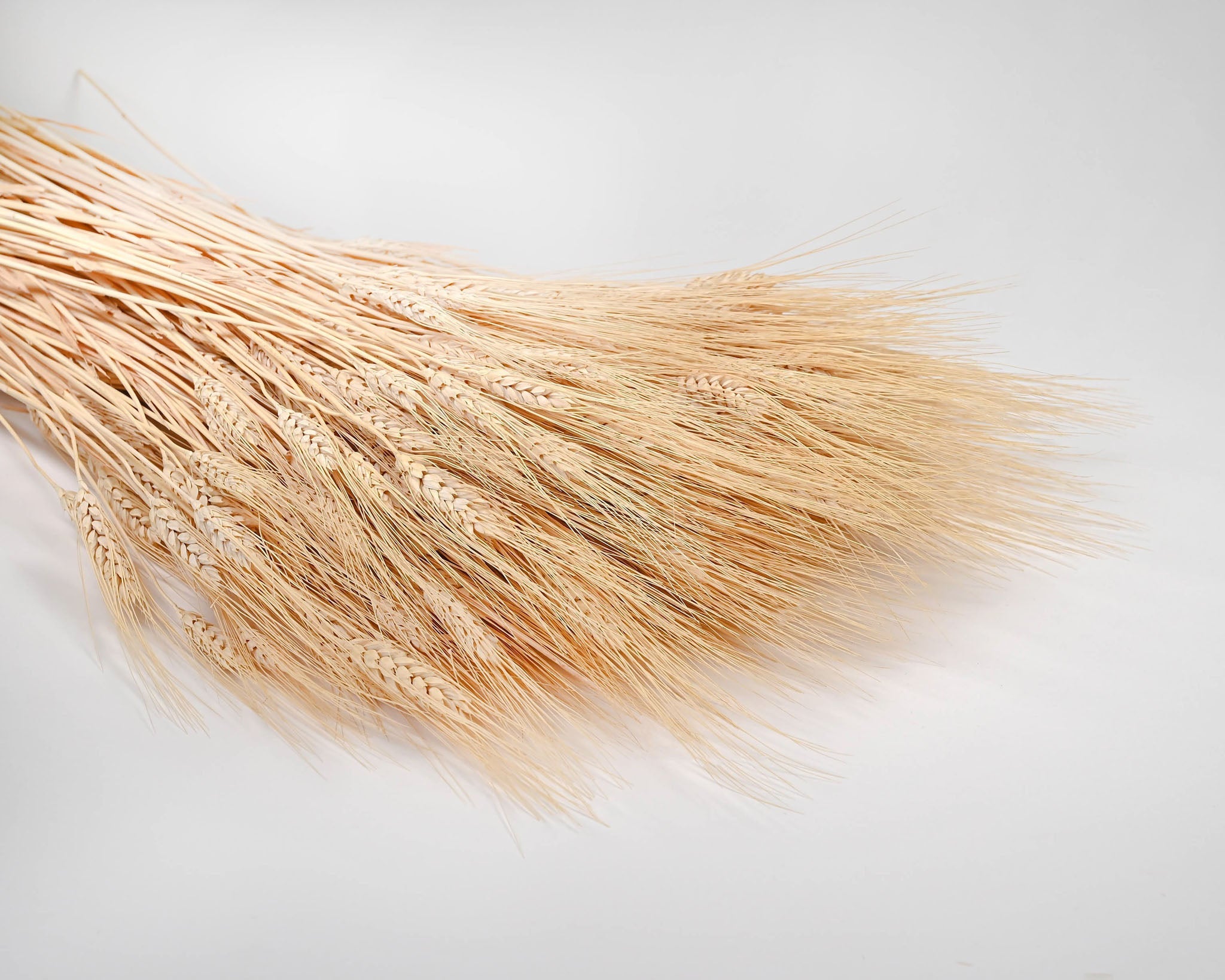 Extra Large Wheat Sheaves - 2LB Bunch | 8 Bunches | Blond Wheat