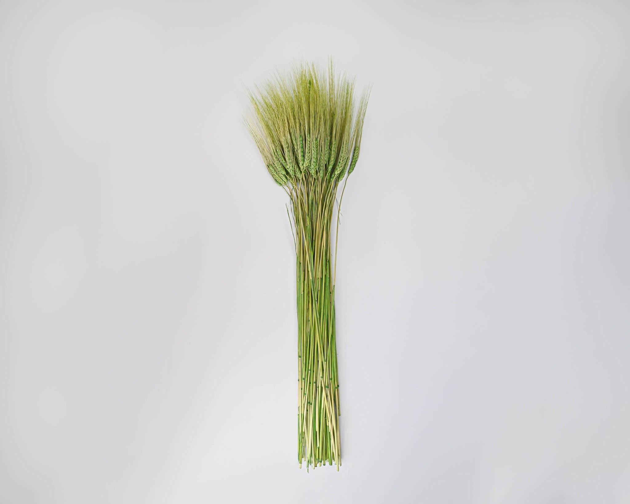 Dyed Wheat Stocks | 20 Bunches | Color Options Available