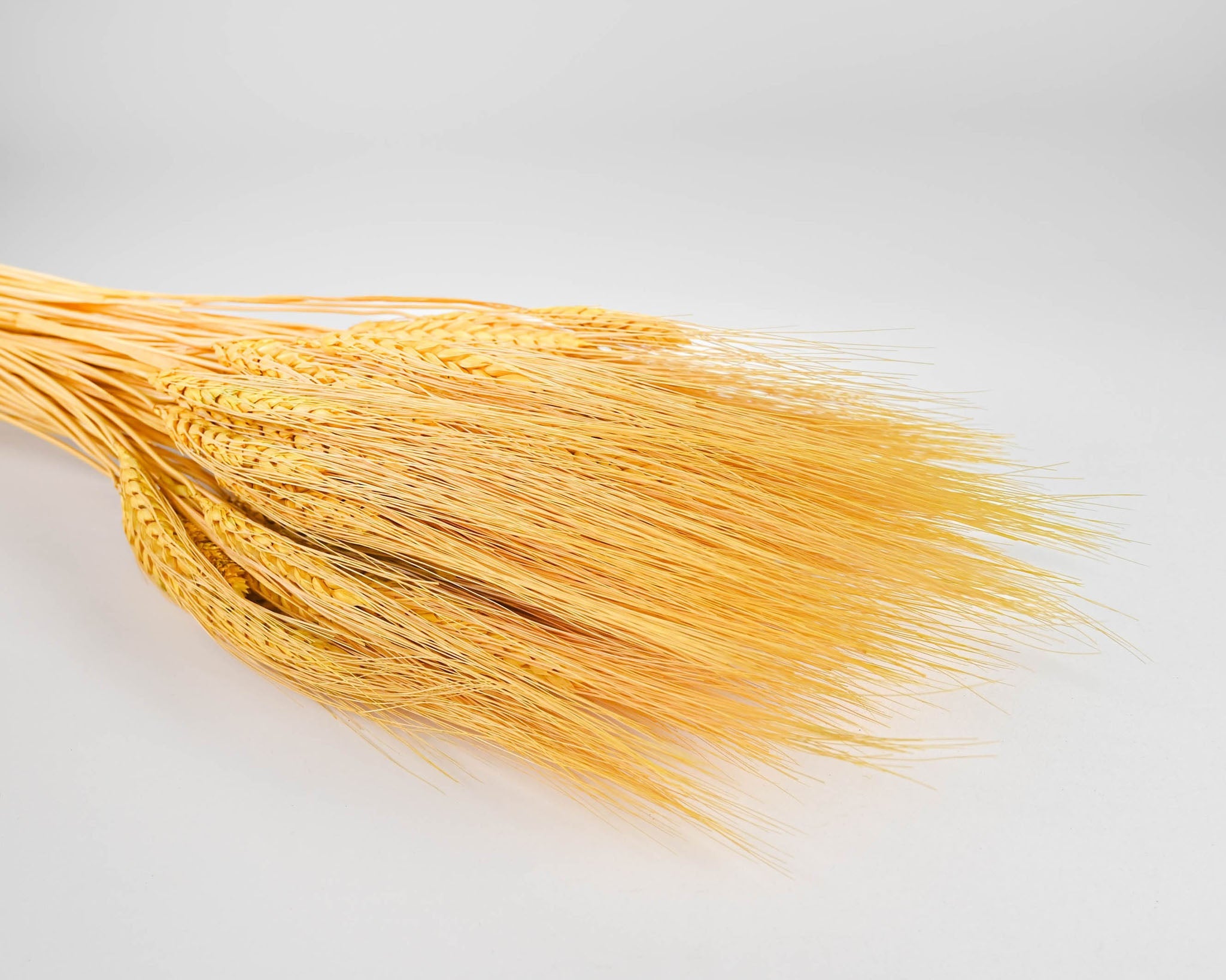 Dyed Wheat Stocks | 20 Bunches | Color Options Available