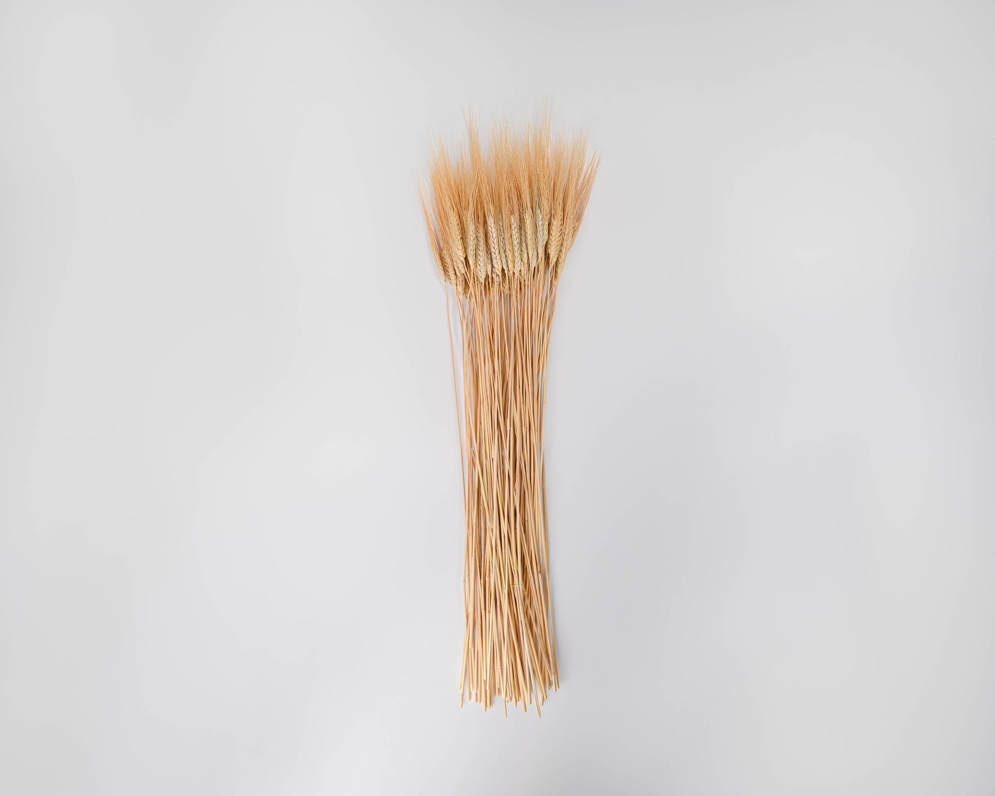 Triticum Wheat 8oz Bundles | 20 Bunches | Color Options Available