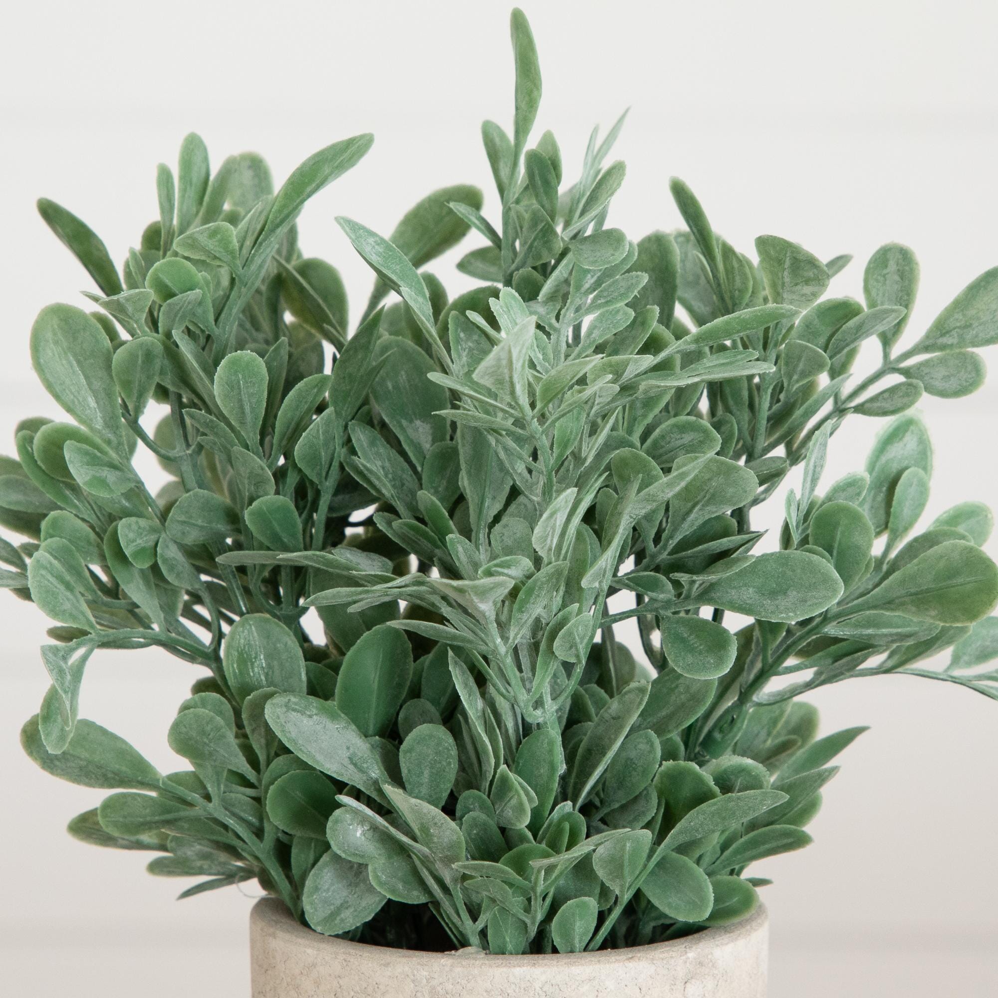 8" Artificial Boxwood in Decorative Planter - Set of 2