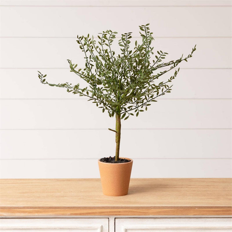 Potted Thyme Topiary