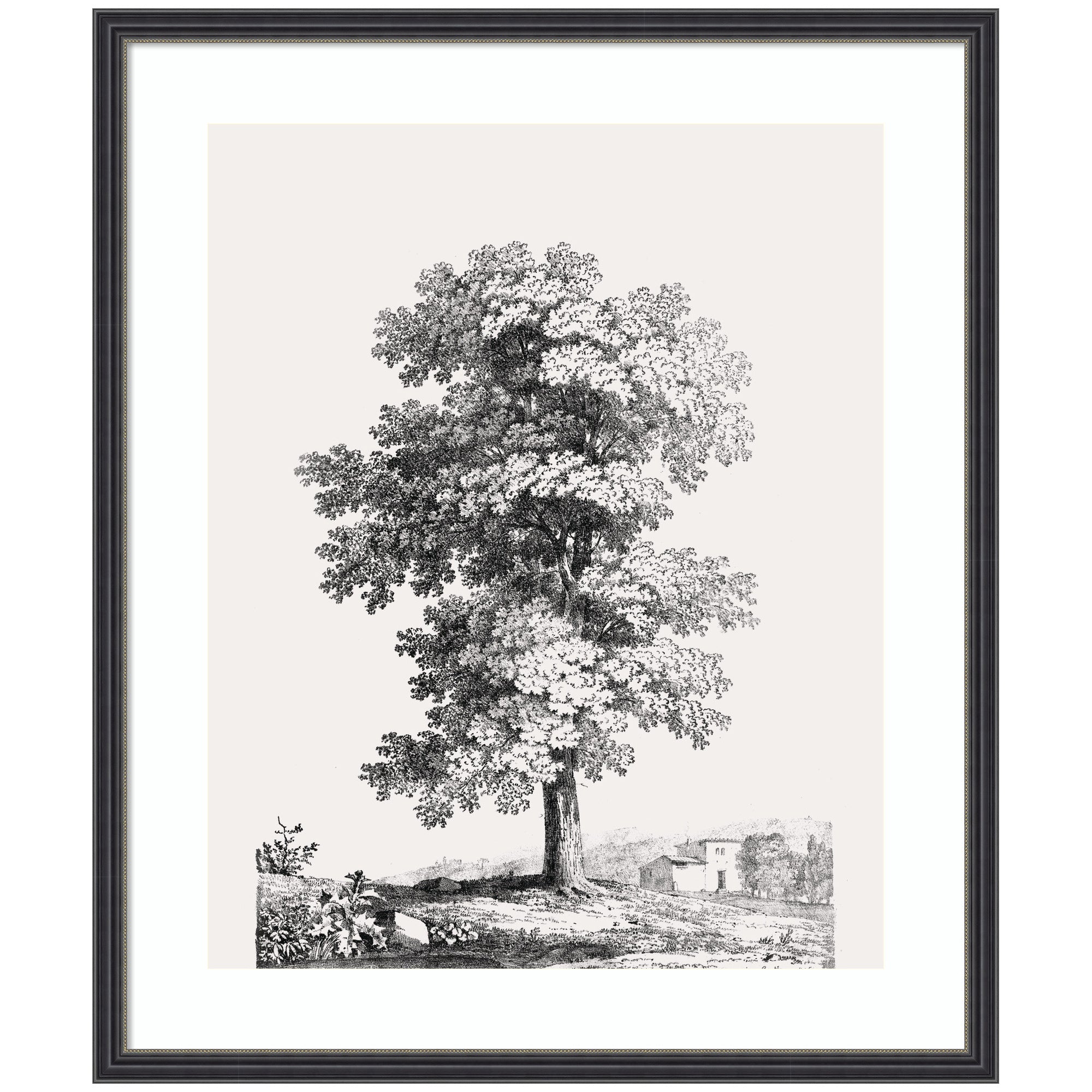 Framed Art Jean Victor Bertin Study of a Tree 1816 by The Art Institute of Chicago