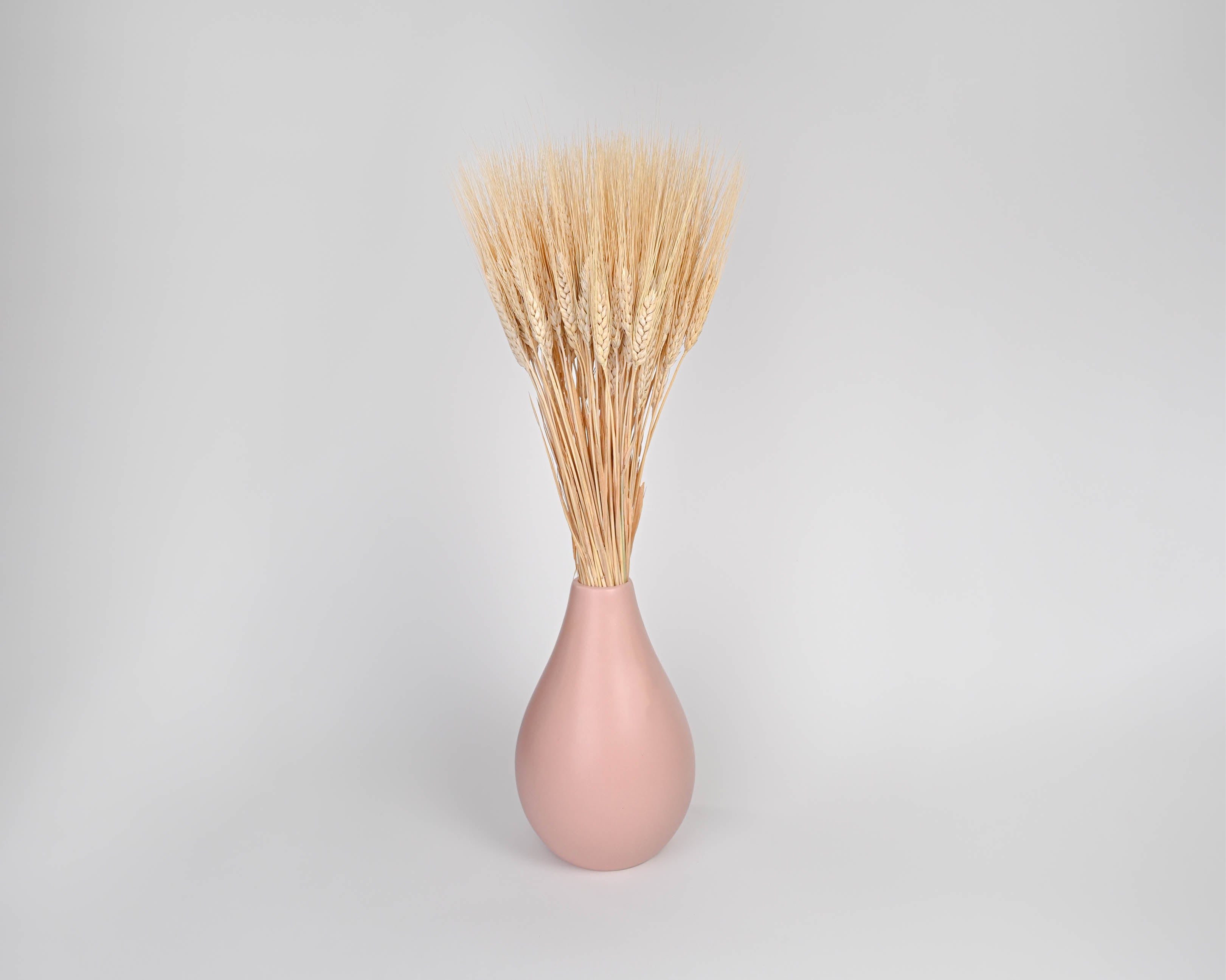 Triticum Wheat 8oz Bundles | 20 Bunches | Color Options Available