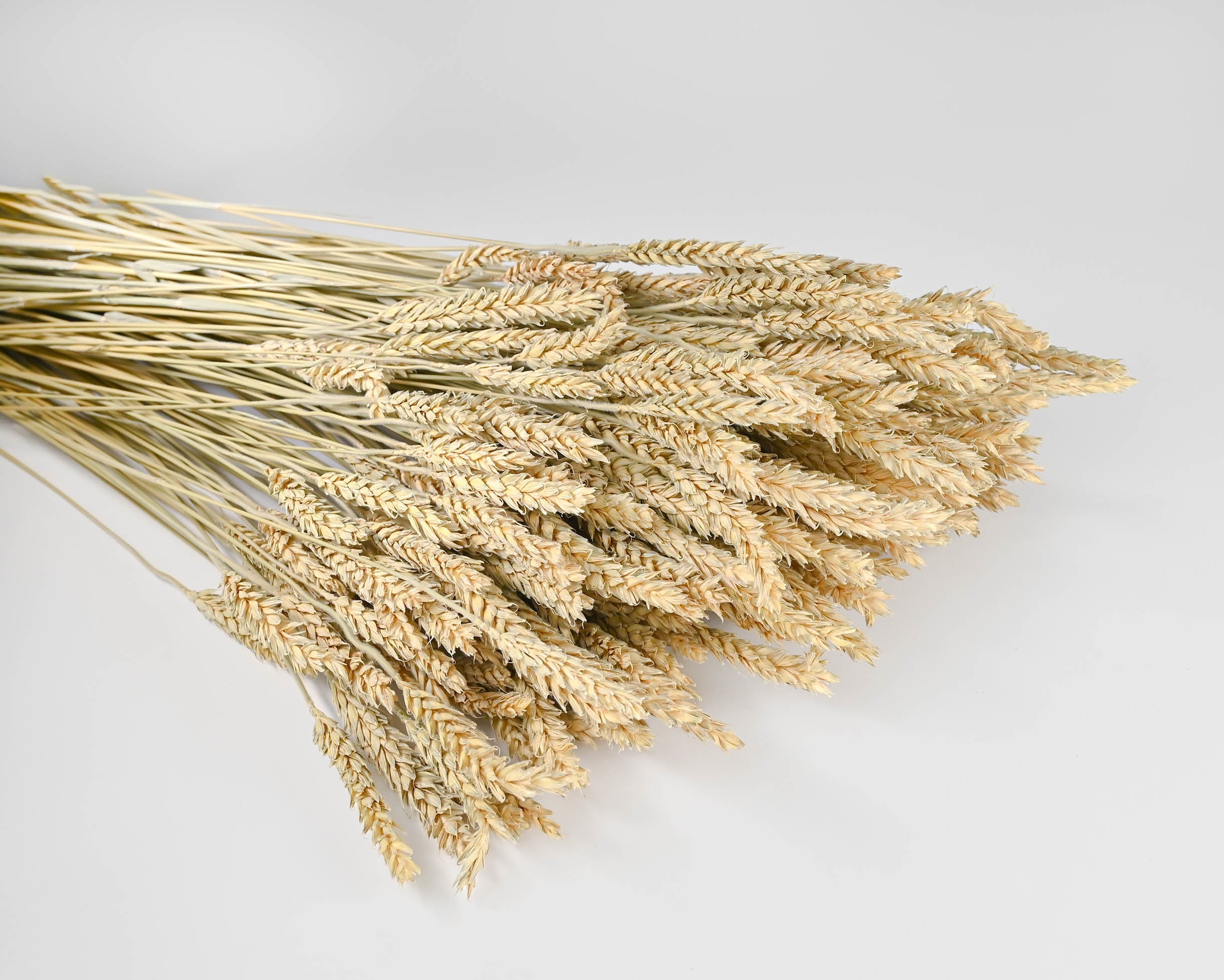 Beardless Wheat Bundle | 20 Bunches | Natural