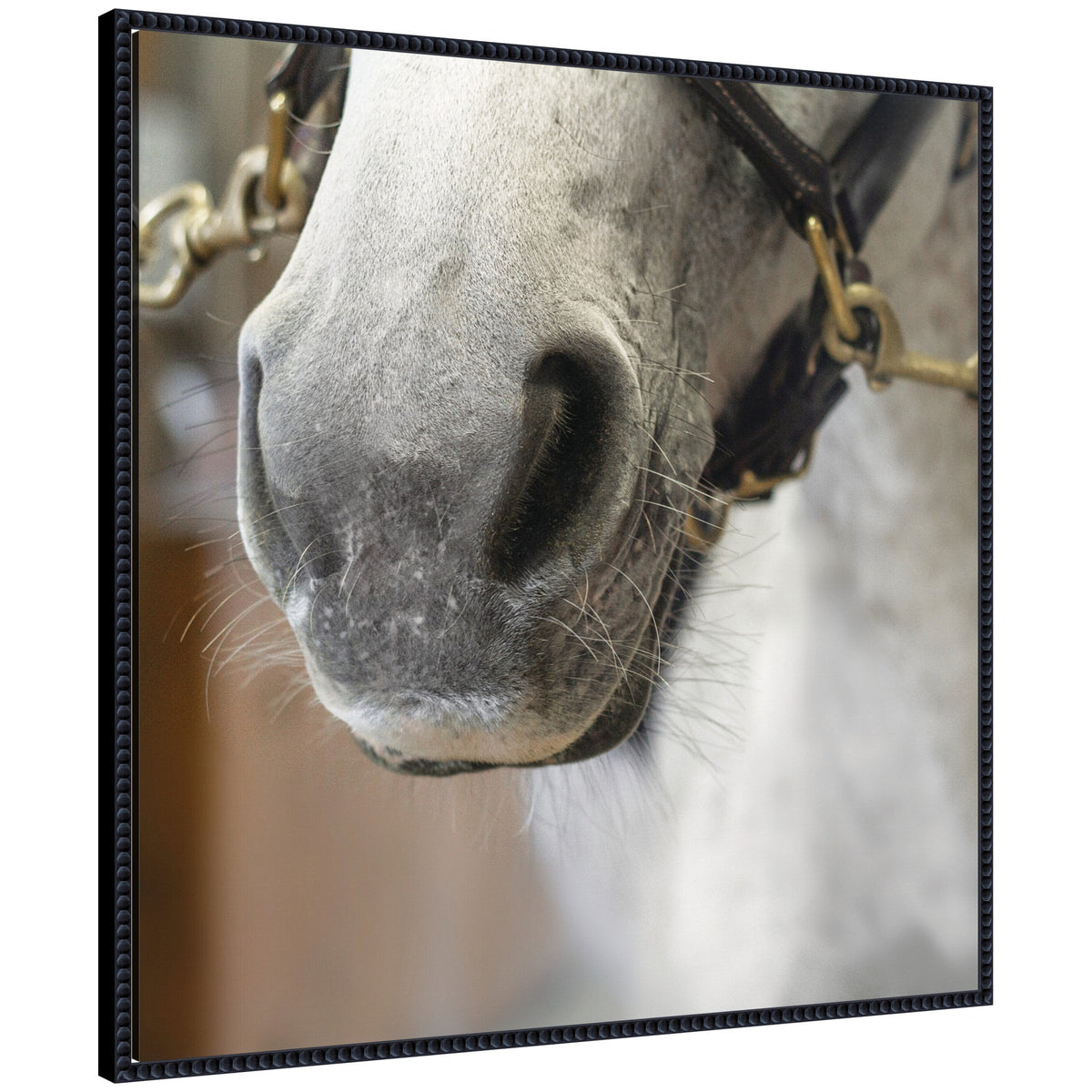 Barn Day Horse by Emiko and Mark Franzen F2 Images Framed Canvas Wall Art Print