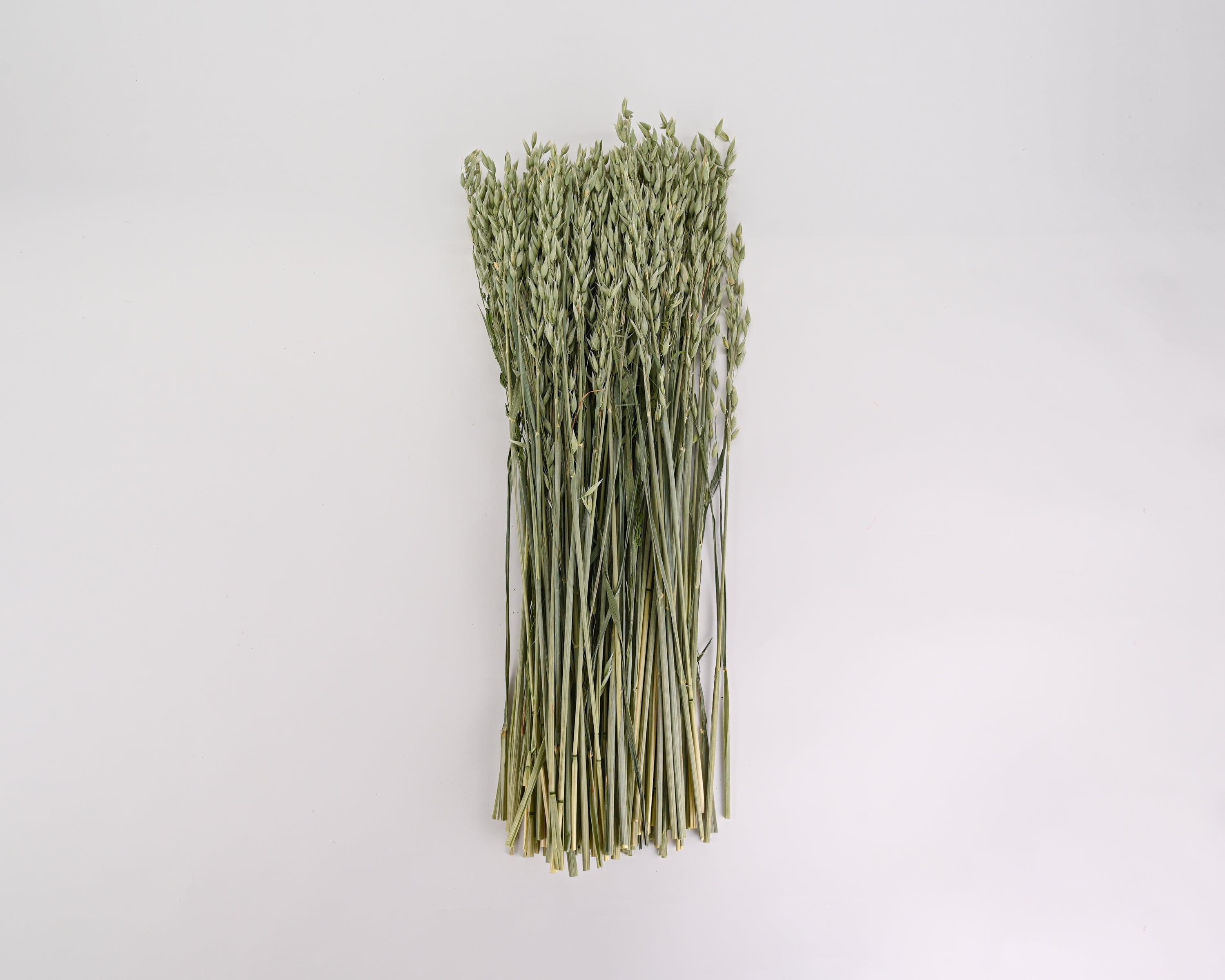 Avena (Oats) Bundle | 20 Bunches - Long | Light Green