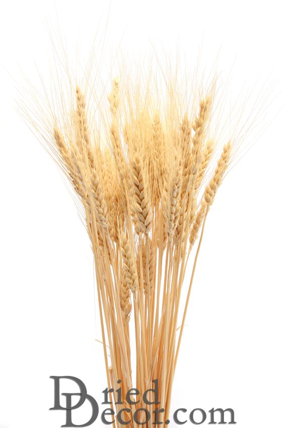 Dried Wheat | 8 oz Bunches | Blonde