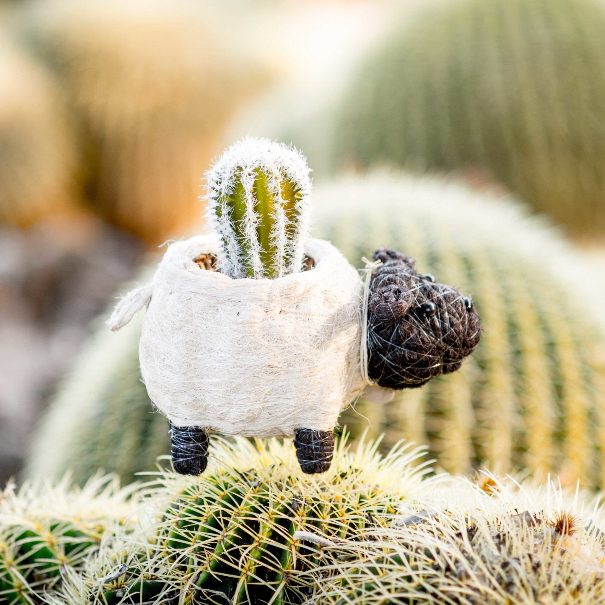 Sheep Planter - Coco Coir Pots | LIKHÂ